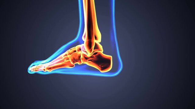 3d render of foot anatomy bones foot bone metatarsal bone
