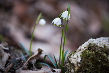 Campanellino