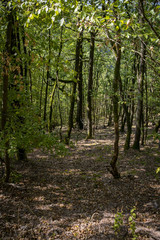 Wanderung am Lieserpfad