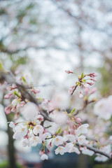 Close up of cherry blossom in japan 