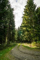 Ein kleiner Blick durch den Wald