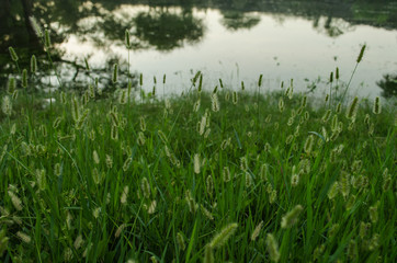 Fototapeta premium Pattern of horsetail flower background.