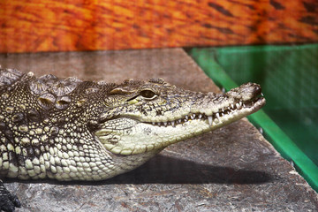 Fototapeta premium Crocodile close-up. Aligator