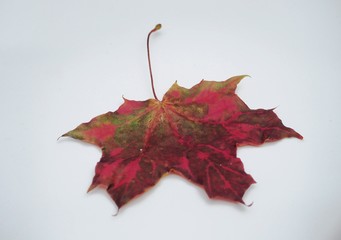 Brown fallen autumn maple leaf on white background. Defoliation.