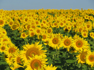 Fototapeta premium Sunflower field in sunny day, selective focus. Picturesque rural background with sunflowers