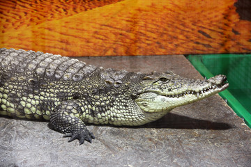  Crocodile close-up. Aligator