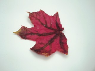 Brown fallen autumn maple leaf on white background. Defoliation.
