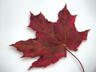 Brown fallen autumn maple leaf on white background. Defoliation.