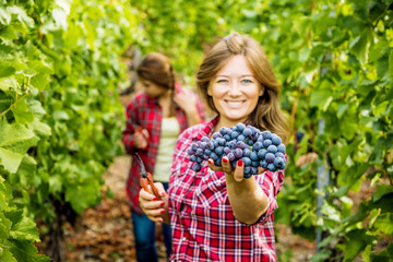 Zwei Junge Frauen bei der Weinlese in Deutschland (Trollinger)