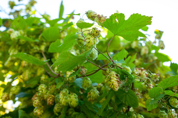 Wild hops. Isolated composition on white background