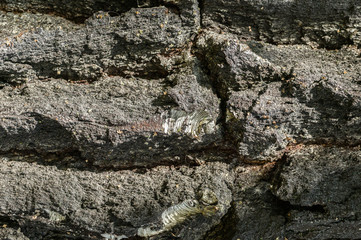 The bark of the old tree. Birch Background. Horizontal texture
