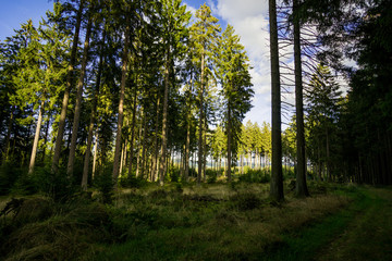 Ein kleiner Blick durch den Wald