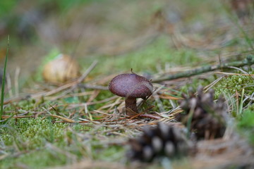 Mushrooms in the forest at Formby in England in autumn time