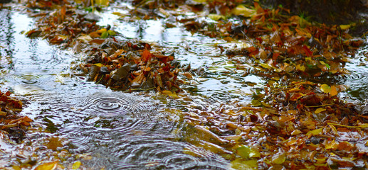autumn leaves in water
