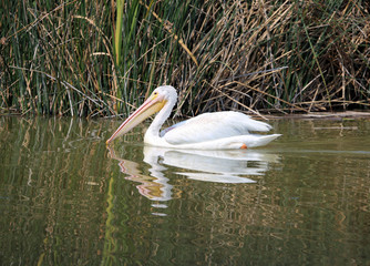 white pelican fishing with water reflection, Utah, USA