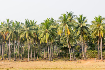 Fototapeta premium Beautiful tropical Park of coconut trees with long trunks. densely growing coconut trees in a tropical garden. exotic agriculture