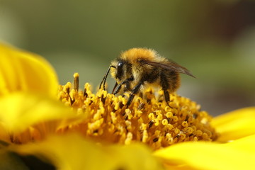 wildbiene - bestäubung - sonnenblume