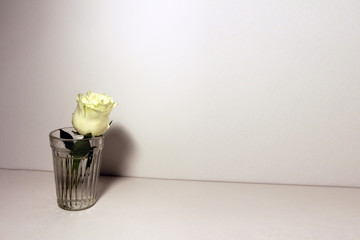 minimalism. utensils on a white background. flower in a glass. flower in a faceted glass on a white background. a postcard in the style of minimalism. advertising minimalism. logo for dishes, flowers.