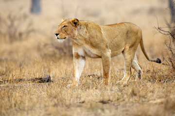 The Southern lion (Panthera leo melanochaita) also as the East-Southern African lion or Eastern-Southern African lion or Panthera leo kruegeri. The adult lioness is creeping to the prey.