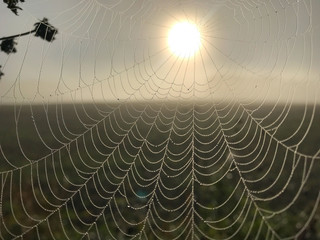 Spider web with morning dew with sun rising behind haze or mist over field