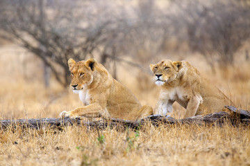 The Southern lion (Panthera leo melanochaita) also as the East-Southern African lion or Eastern-Southern African lion or Panthera leo kruegeri. Two adult lionesses is creeping to the prey. - obrazy, fototapety, plakaty
