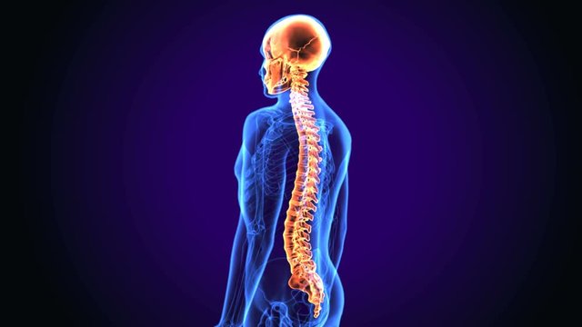 3d illustration of Skull With Spinal Cord Anatomy
