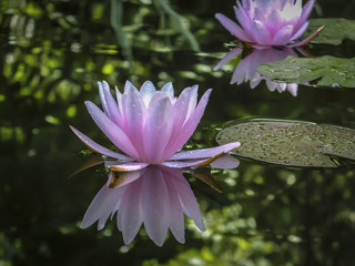  A pink water lily Marliacea Rosea is reflected in a pond on a background of dark leaves.Nature concept for design
