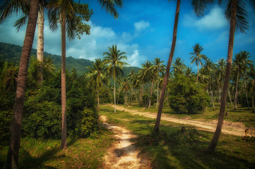 Obraz na płótnie Canvas Palm trees with sunny day. Tropical jungle. Thailand, Koh Samui island.