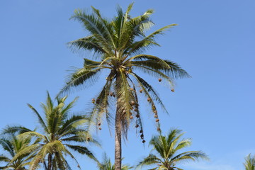 Obraz na płótnie Canvas palme