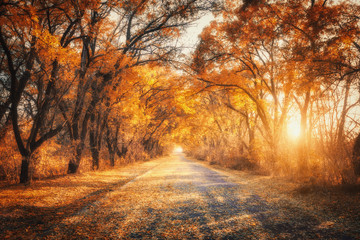 Autumn forest with country road at sunset. Colorful landscape with trees, rural road, orange and red leaves, sun in fall. Travel. Autumn background. Amazing forest with vibrant foliage in the evening - Powered by Adobe
