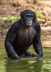 Bonobo in the water. Natural habitat. Green natural background. The Bonobo, Scientific name: Pan paniscus, sometimes called the pygmy chimpanzee. Democratic Republic of Congo. Africa