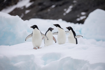 penguin in the arctic