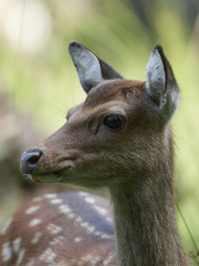 Sika deer (Cervus nippon)