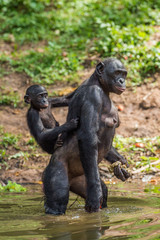 Bonobo Cub on the mother's back in the water. Natural habitat. The Bonobo, Scientific name: Pan paniscus, sometimes called the pygmy chimpanzee. Democratic Republic of Congo. Africa