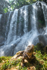 Fototapeta premium Iguana in the forest beside a water fall. Scientific name: Cyclura nubila, Cuban rock iguana , also known as the Cuban ground iguana. Waterfall in a lush rainforest. Cuba.