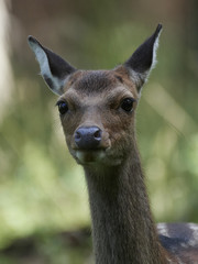 Sika deer (Cervus nippon)