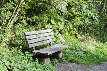 bench near a forest path