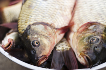 freshly caught carp in a bowl