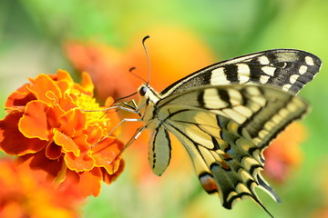 Beautiful bright tropical butterfly sitting on a marigold flower