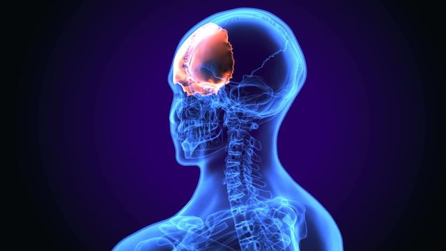3D illustration of Cranium - Part of Human Skeleton.
