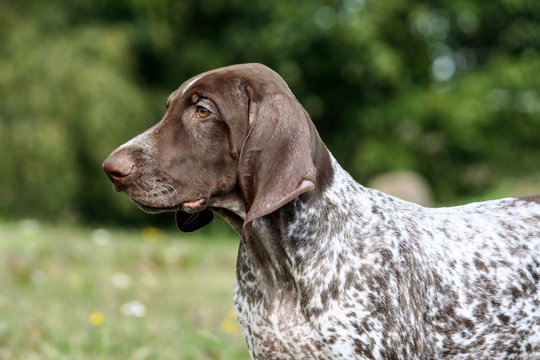 german shorthaired pointer, german kurtshaar one brown spotted puppy, portrait in profile close-up and part of the body, the dog on the right side of the photo, focusedly looking into the distance, 