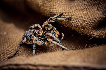 Wolf spider on tissue, паук волк на ткани