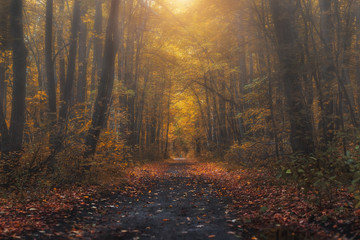Mysterious forest at the evening after rain. Picturesque autumn landscape.