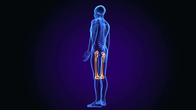3D illustration of Femur - Part of Human Skeleton.
