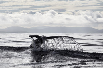 Naklejka premium Ogon kaszalota, Ocean Atlantycki, Islandia, Husavik. Safari wielorybów