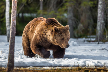 Wild Adult Brown Bear on the snow in early spring forest. Scientific name:  Ursus arctos.