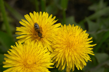 The bee collects honey on the yellow dandelion flowers on a warm spring day.