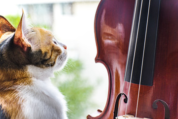 A violin next to the domestic cat in front of the window