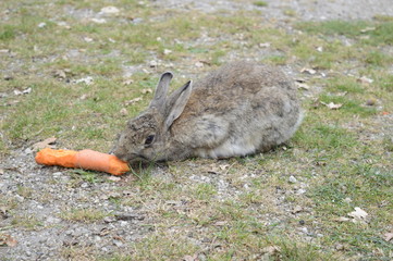 Gray-haired rabbit chewing large carrot