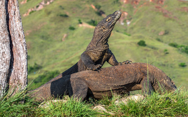 Fight of Komodo dragons for domination. Natural habitat. Scientific name: Varanus komodoensis. Natural background is Landscape of Island Rinca. Indonesia.
